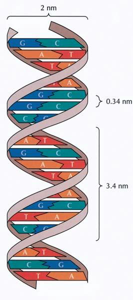 DNA optional.jpg